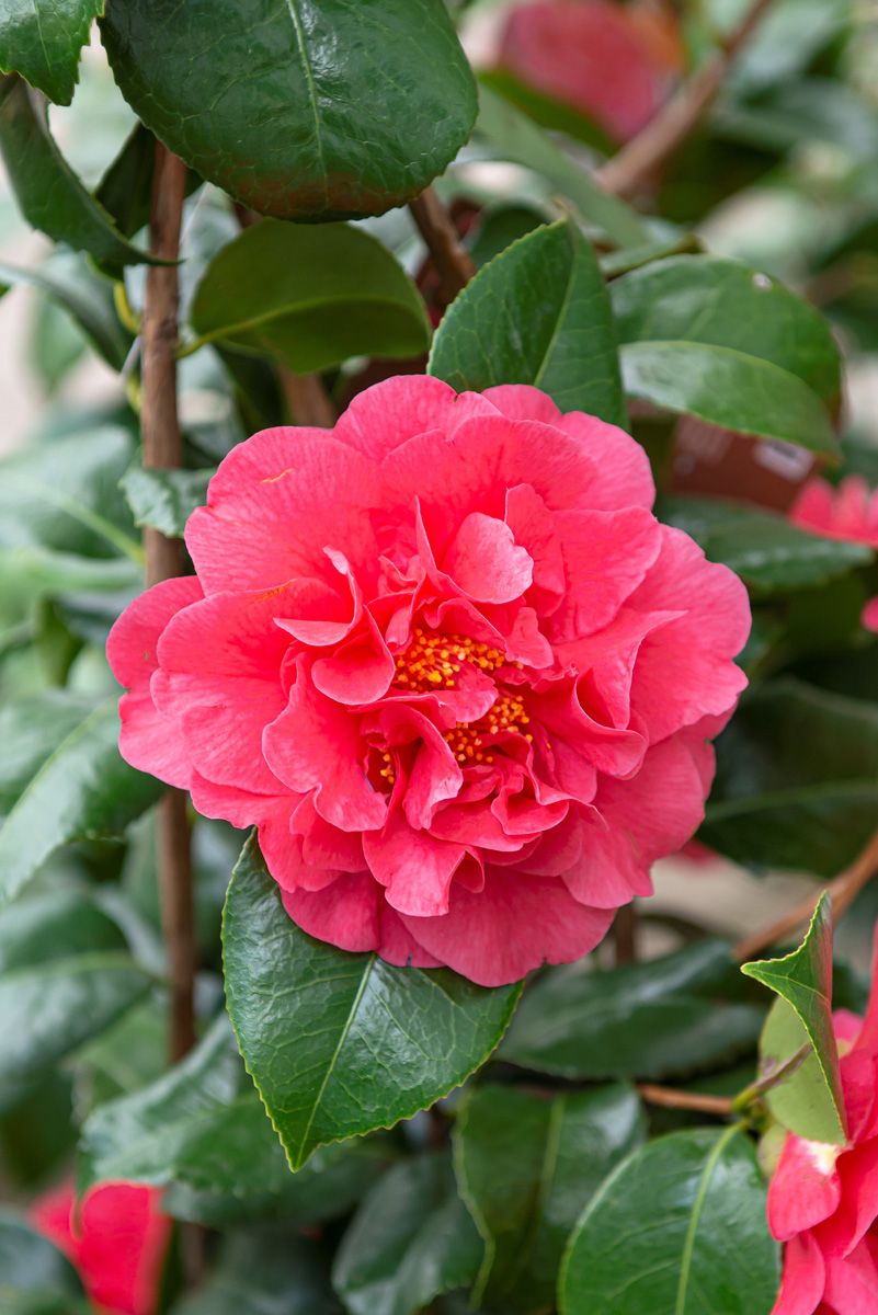 Kamelie Kramer's Supreme