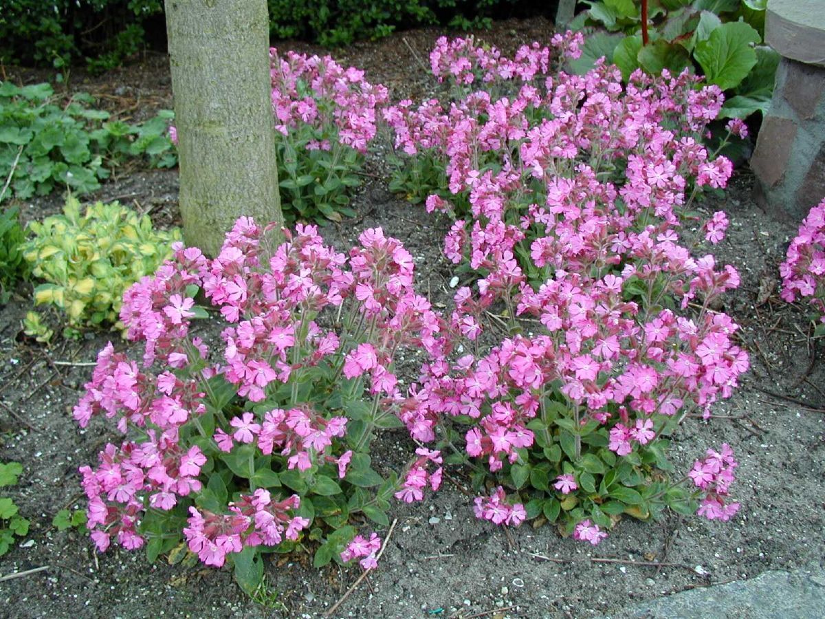 Waldlichtnelke