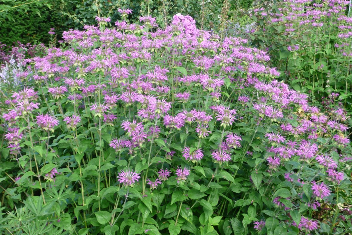 Indianernessel, Goldmelisse Prärienacht
