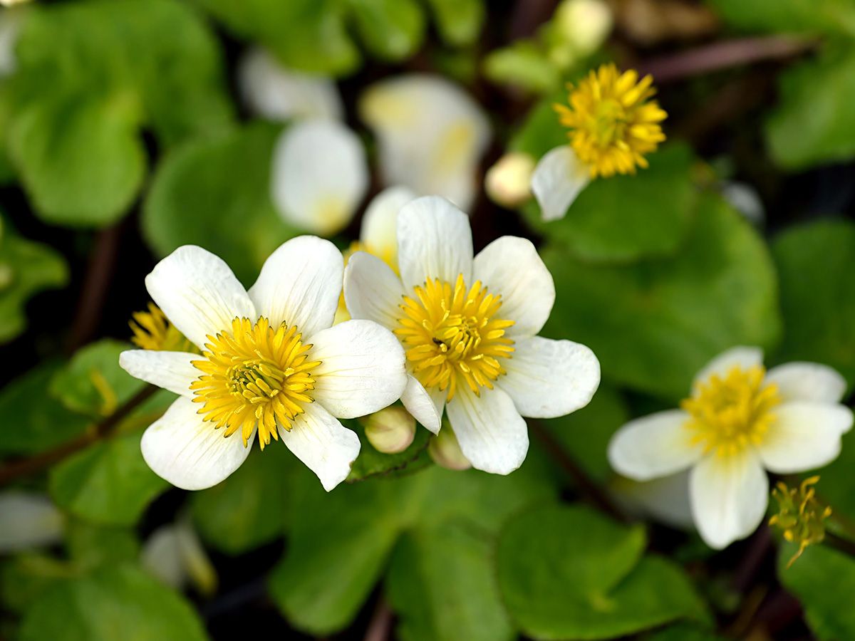 Weisse Sumpfdotterblume