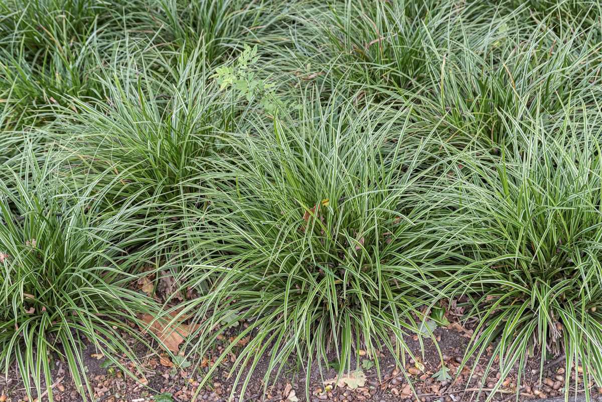 Gelbbunte Japansegge Variegata