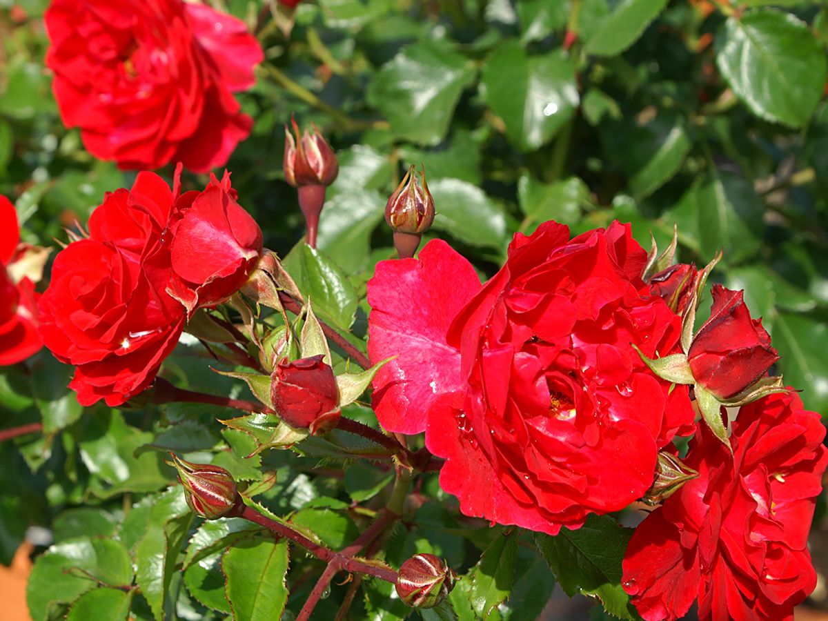 Heidefeuer® Boden- und flächendeckende Rose (anspruchslos, Hagebutten) Heidefeuer® Boden- und flächendeckende Rose (anspruchslos, Hagebutten)