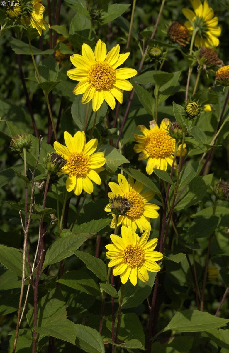 Sonnenblume Meteor