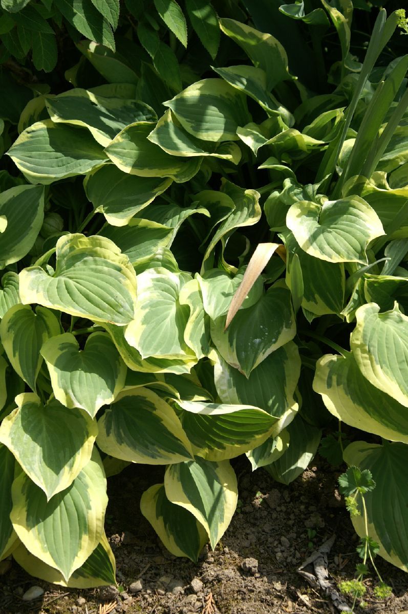 Funkie Golden Tiara Funkie Golden Tiara