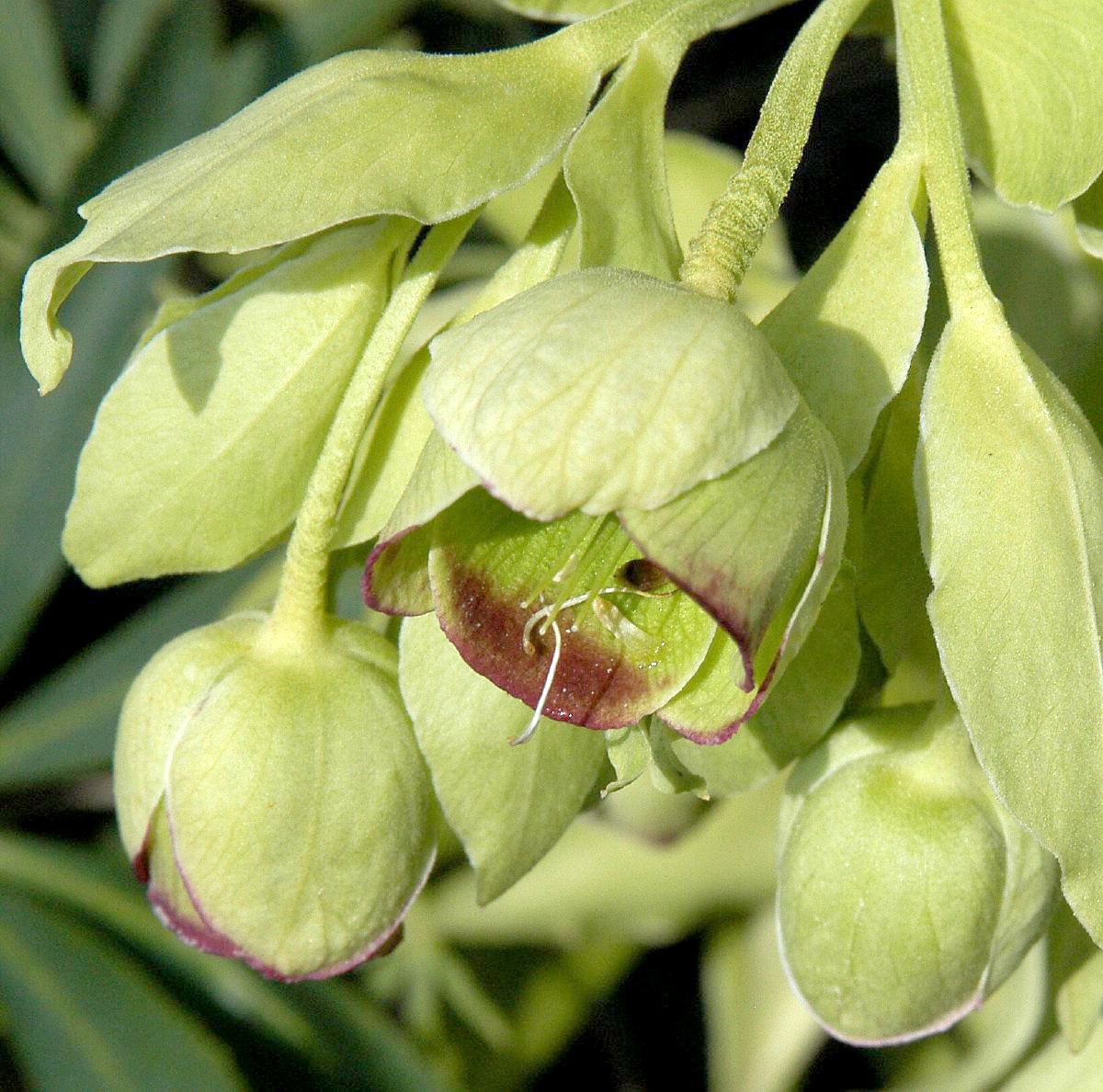 Palmblattnieswurz Palmblattnieswurz
