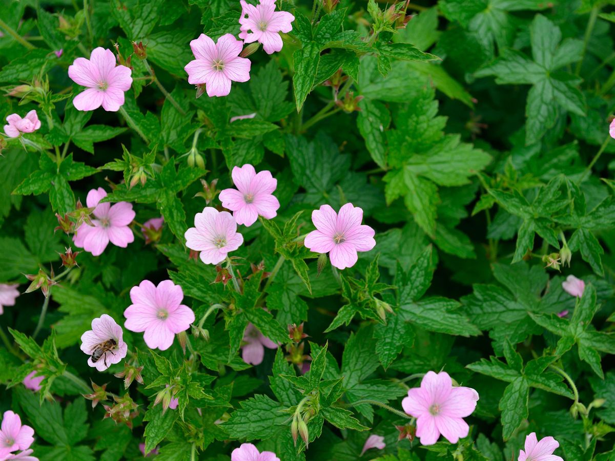 Storchschnabel Rose Clair Storchschnabel Rose Clair