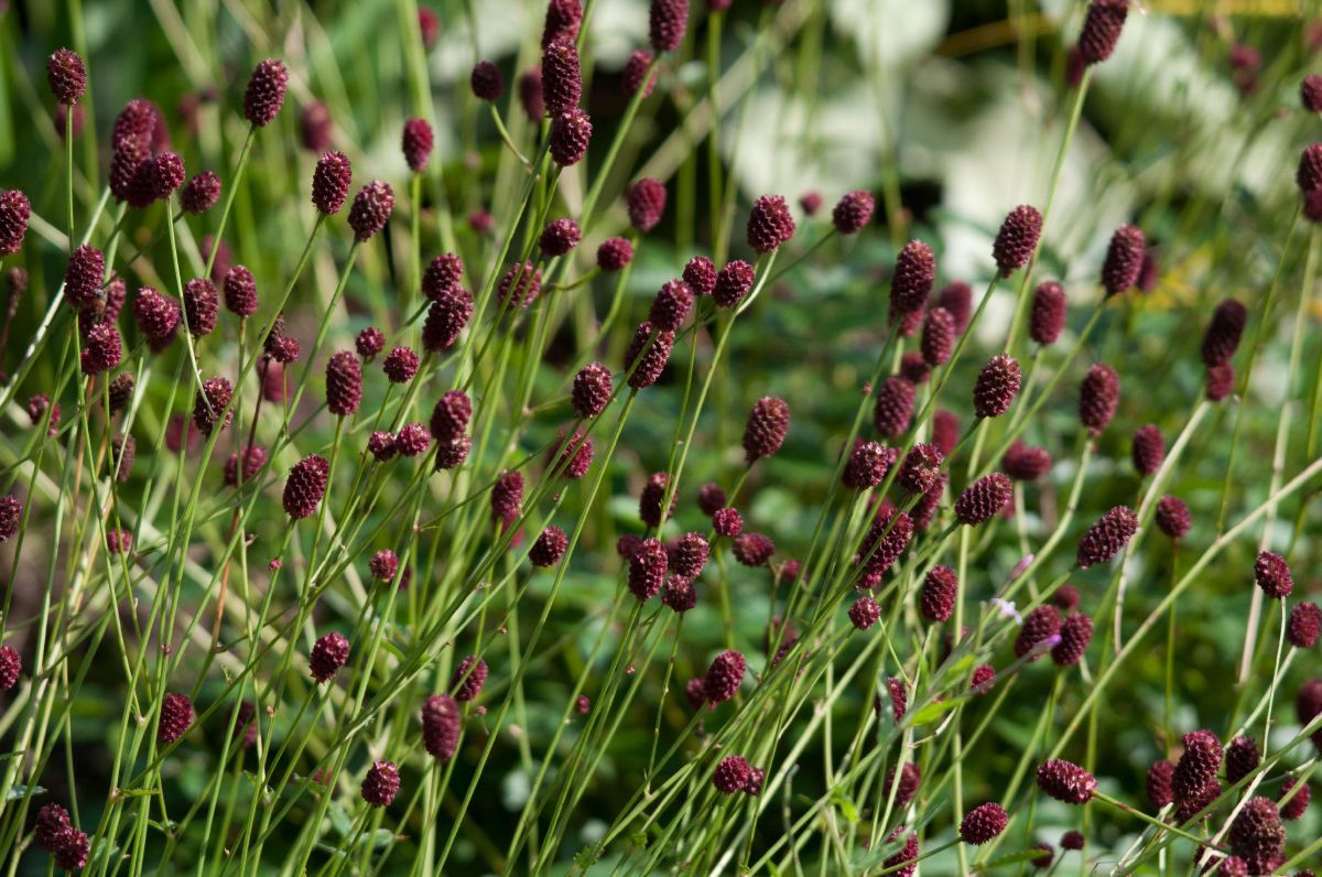 Grosser Wiesenknopf, Blutströpflein