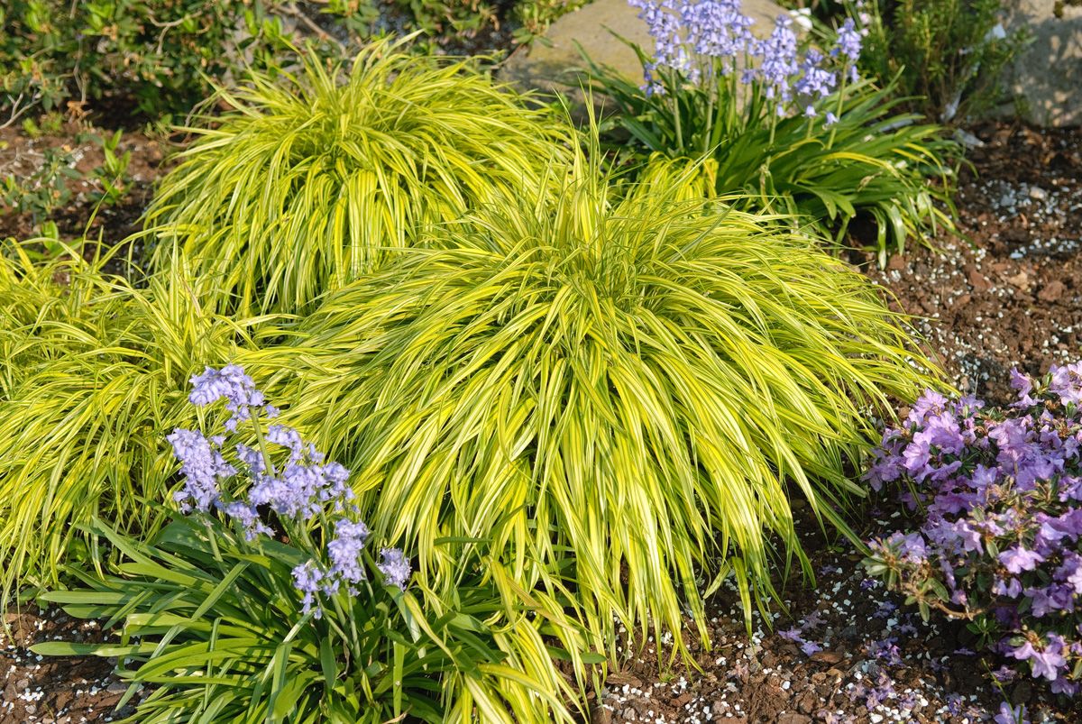 Gelbbuntes Hakonegras Aureola Gelbbuntes Hakonegras Aureola