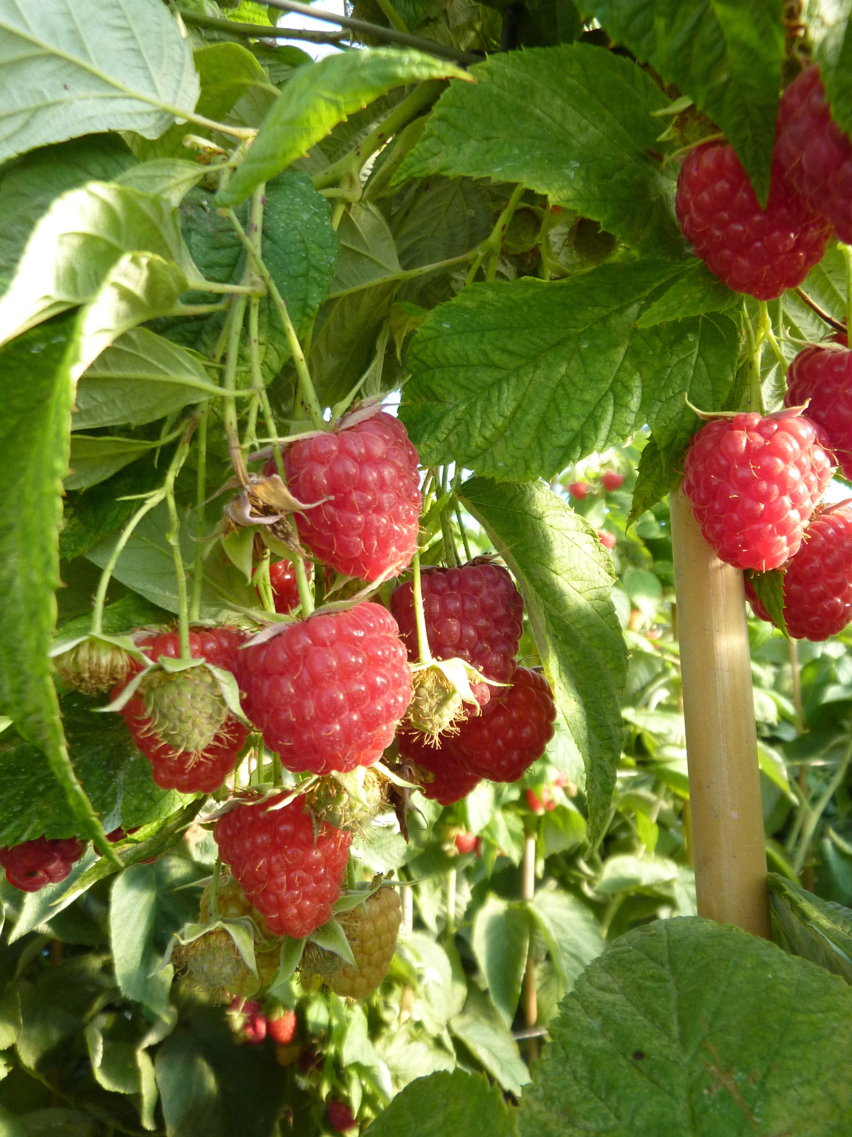 Enrosadira® Himbeere