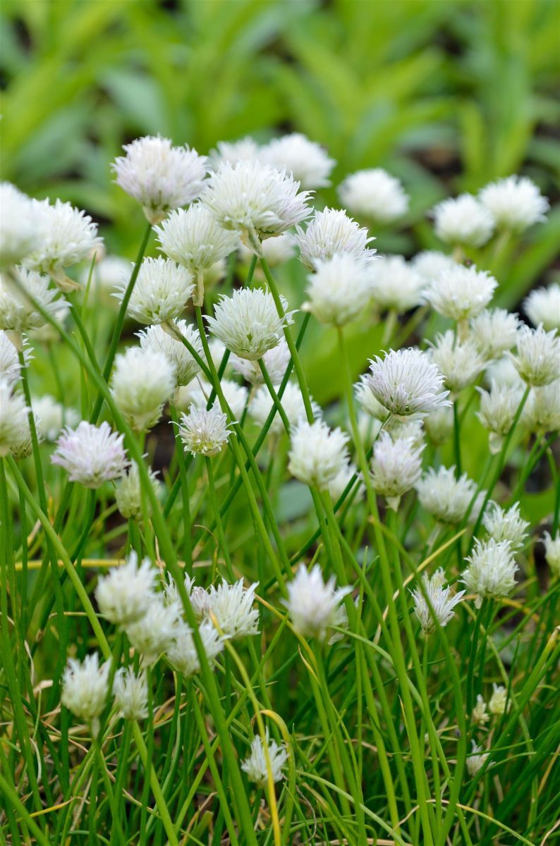 Schnittlauch Corsican White