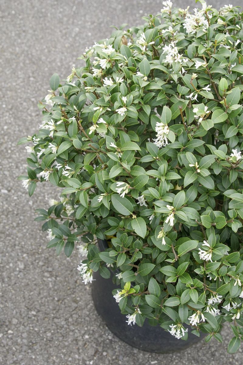 Frühlingsduftblüte Kugelform