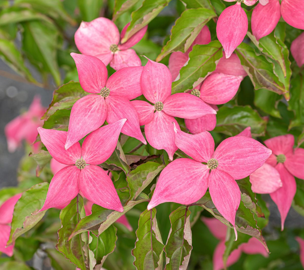 Blumenhartriegel Scarlet Fire®