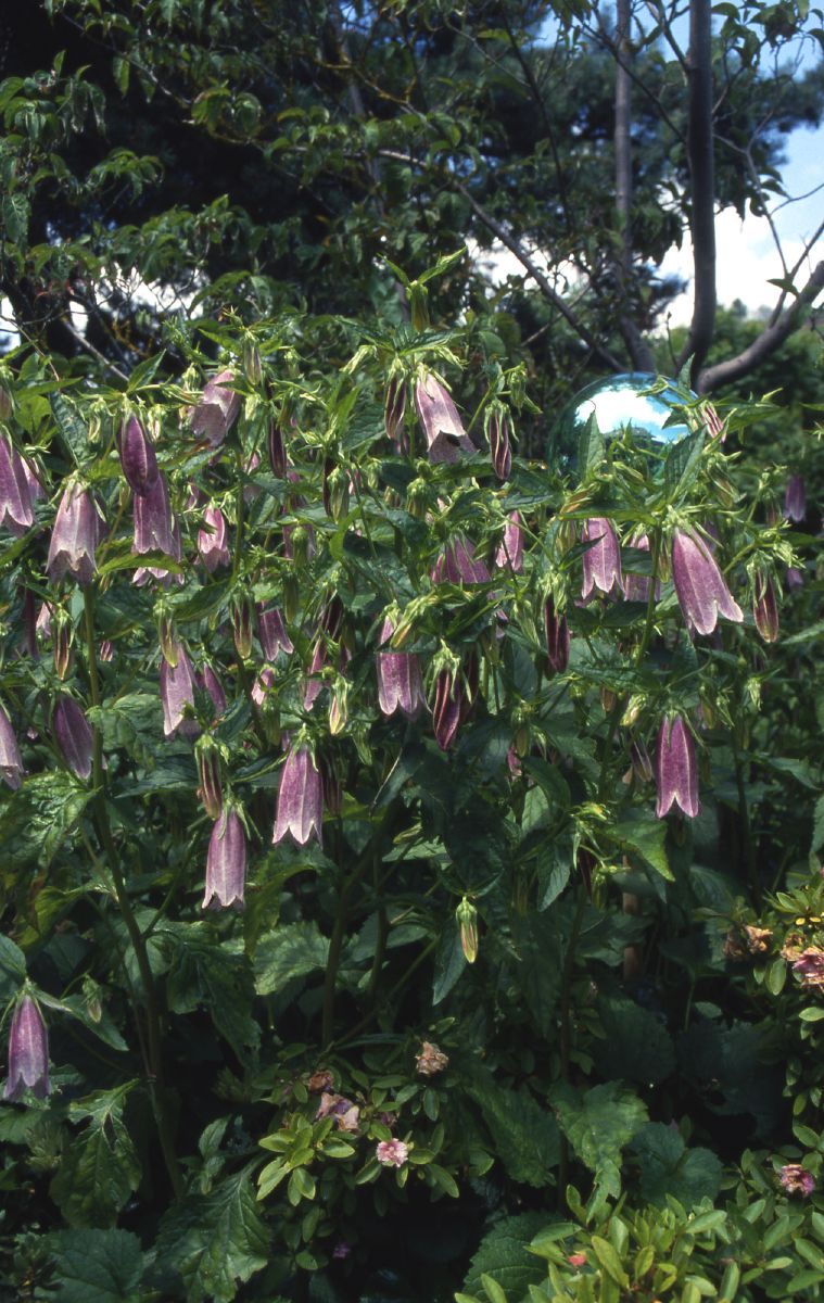 Ackerglockenblume