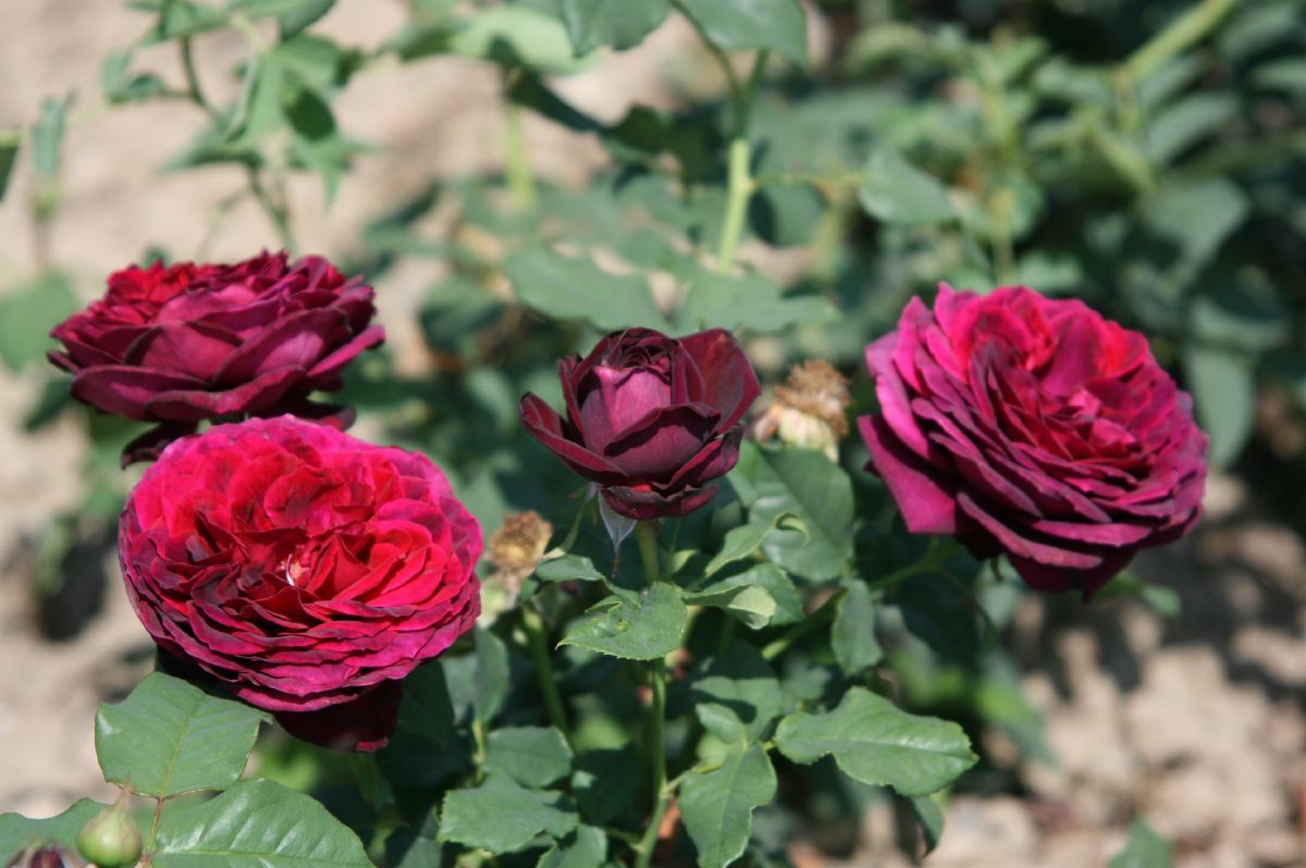 Gräfin von Hardenberg® Romantische Rose (Strauchrose, sehr starker Duft) Gräfin von Hardenberg® Romantische Rose (Strauchrose, sehr starker Duft)