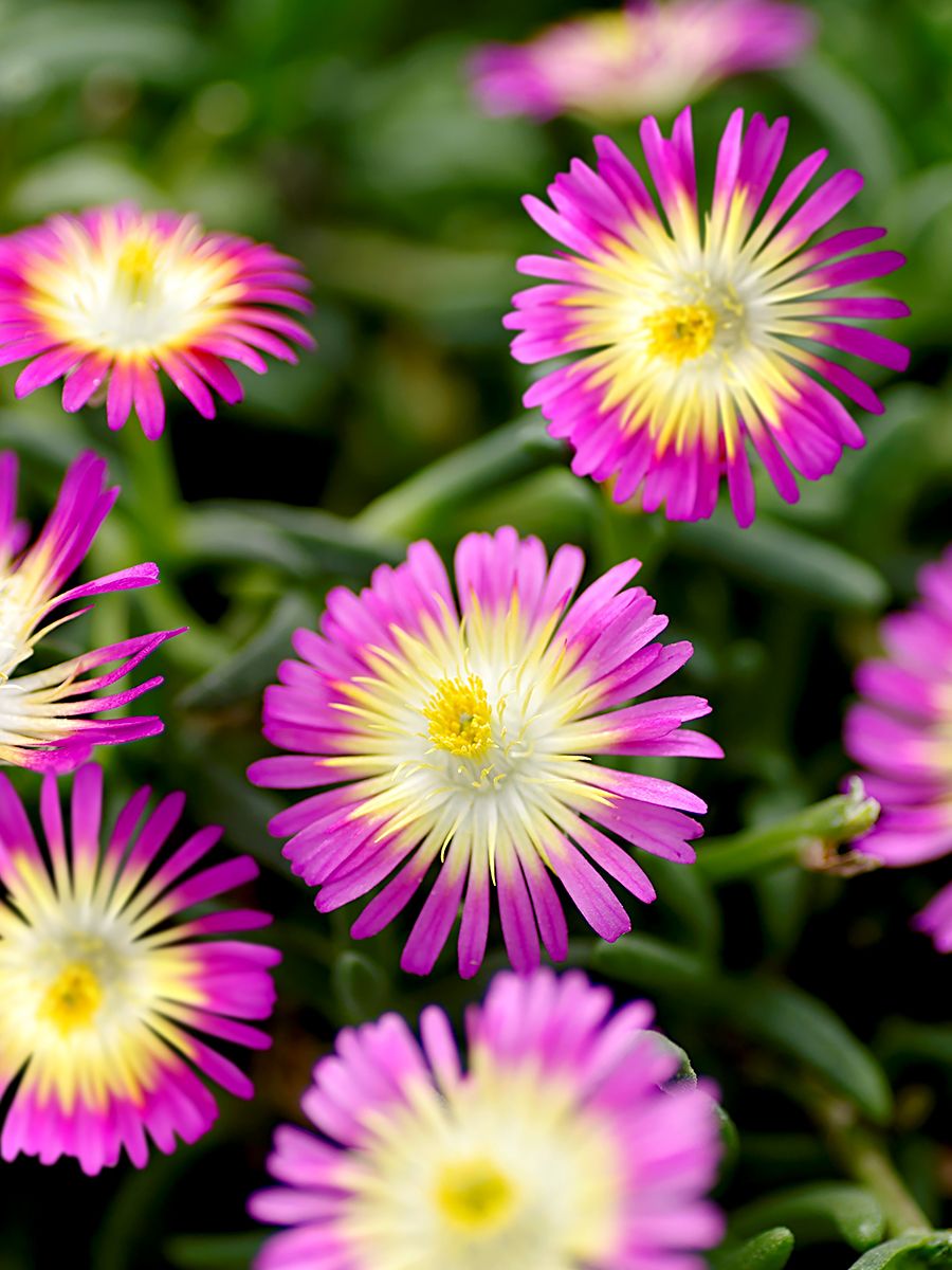 Mittagsblume Hot Pink Wonder