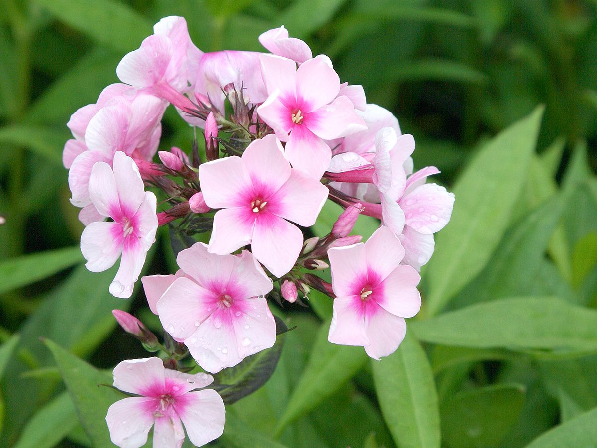 Flammenblume Bright Eyes Flammenblume Bright Eyes