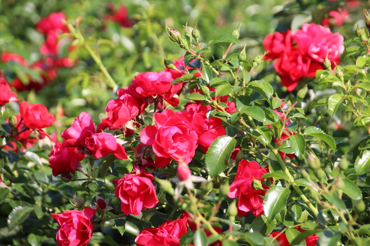 Balou® ADR 2012 Boden-/Flächendeckende Rose