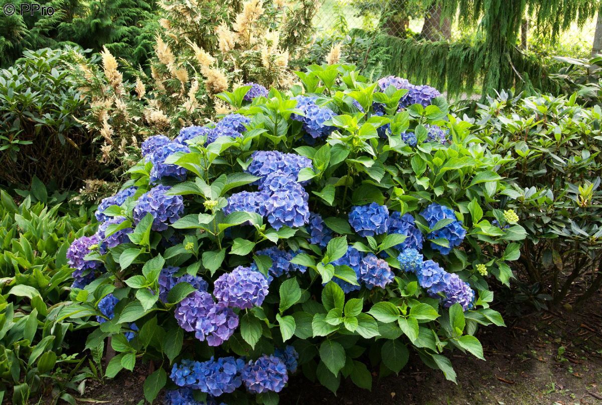 Gartenhortensie Renate Steiniger Gartenhortensie Renate Steiniger