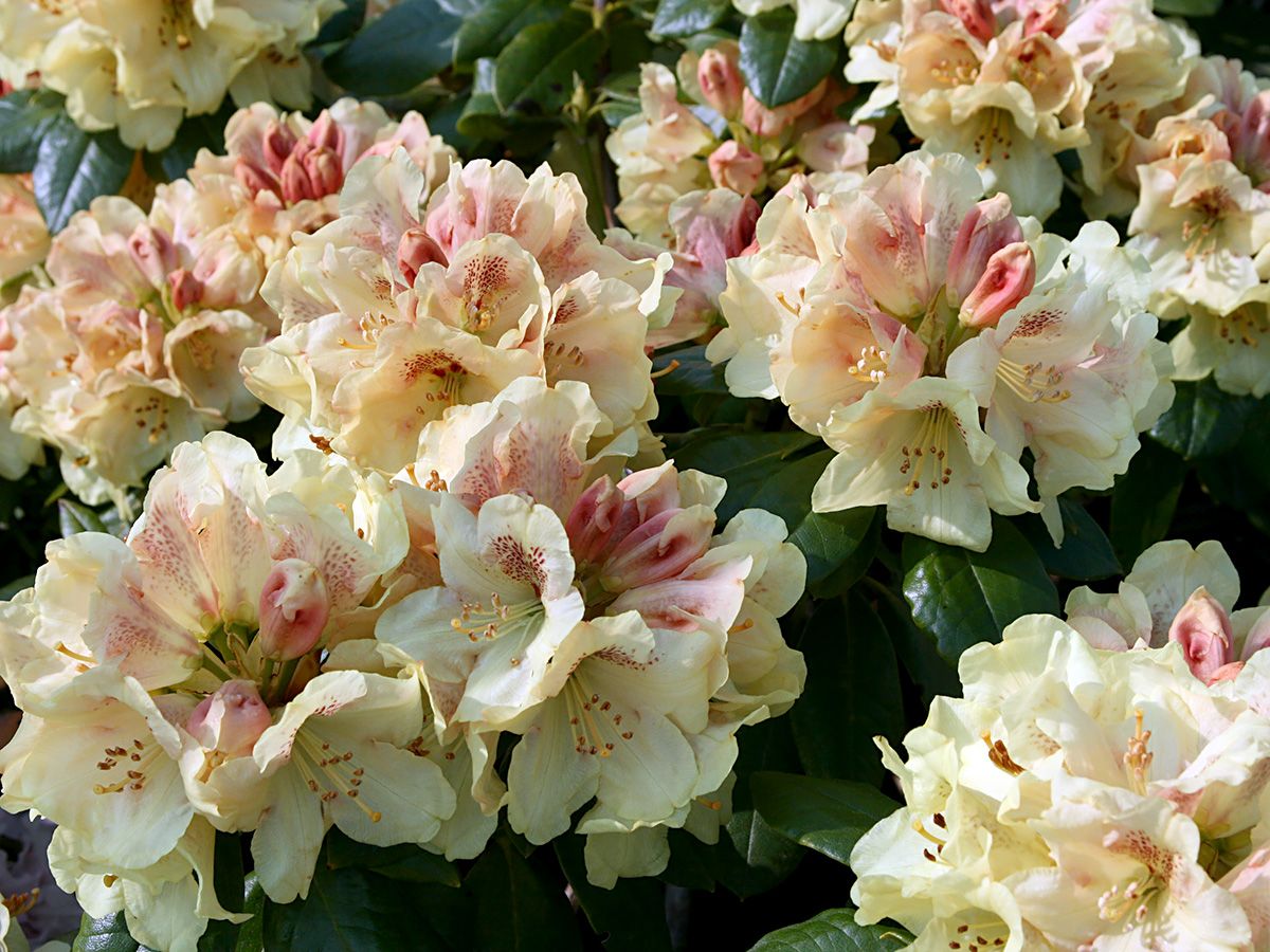 Rhododendron Goldprinz Rhododendron Goldprinz