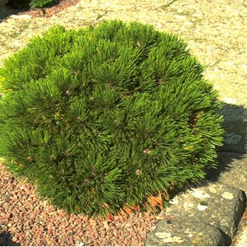 Zwergschlangenhautföhre Smidtii