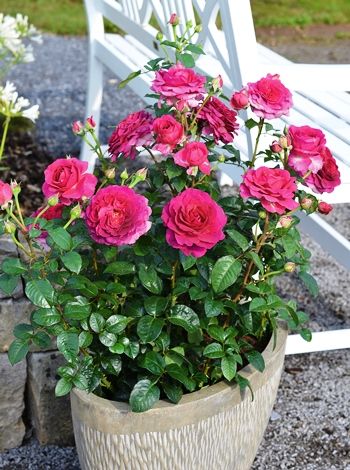 Laudatio® Edelrose Teehybride Laudatio® Edelrose Teehybride