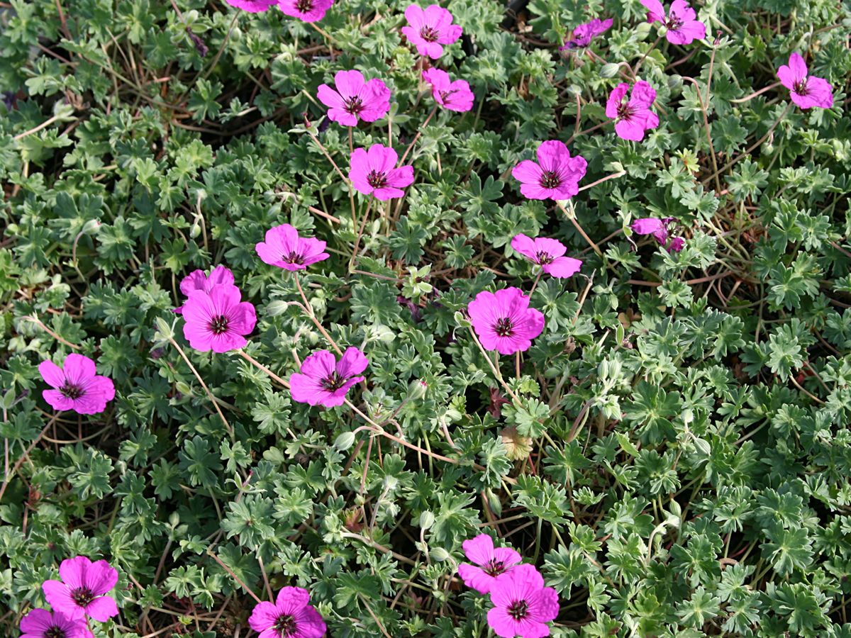 Storchschnabel Splendens