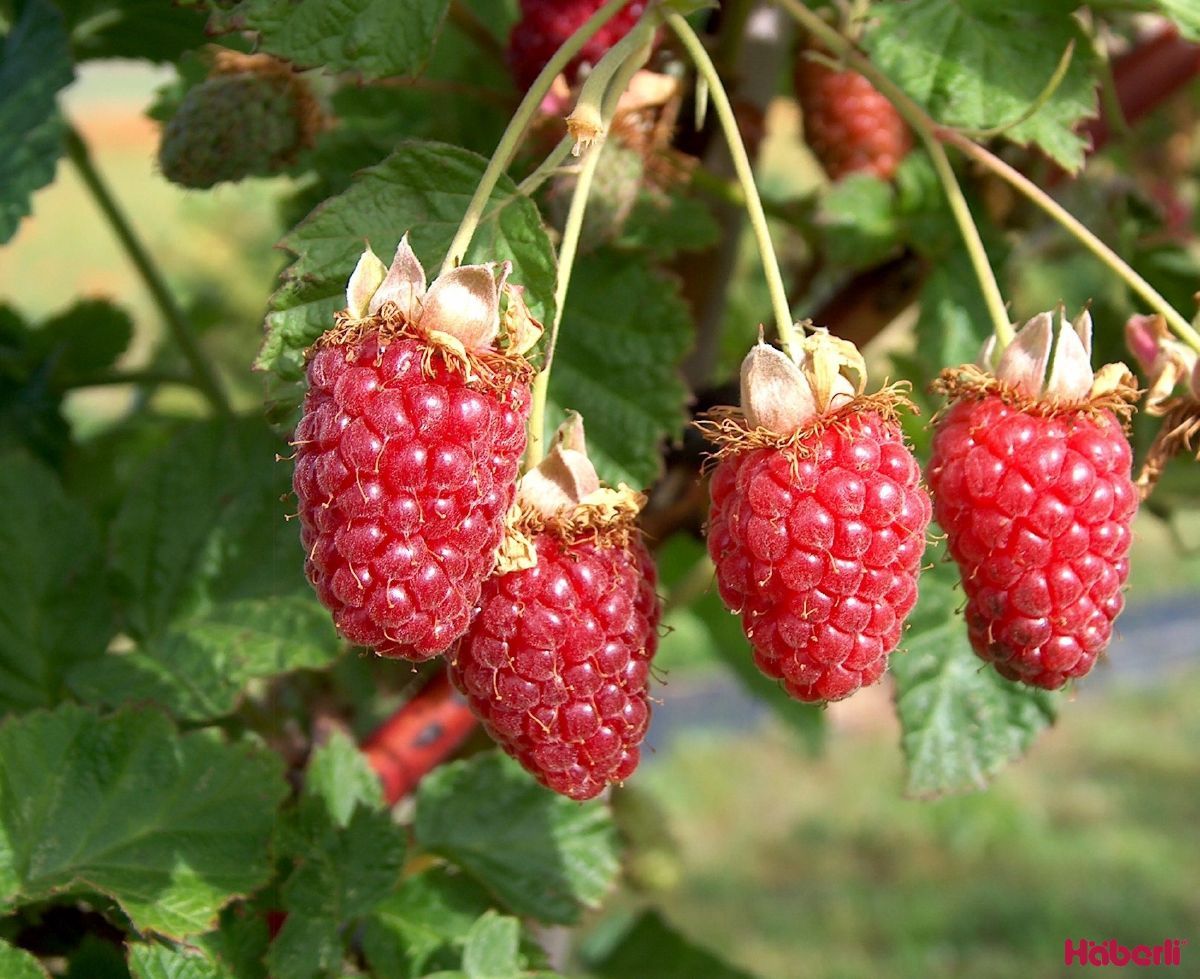 Taybeere Kreuzung Himbeere x Brombeere (anspruchslos)