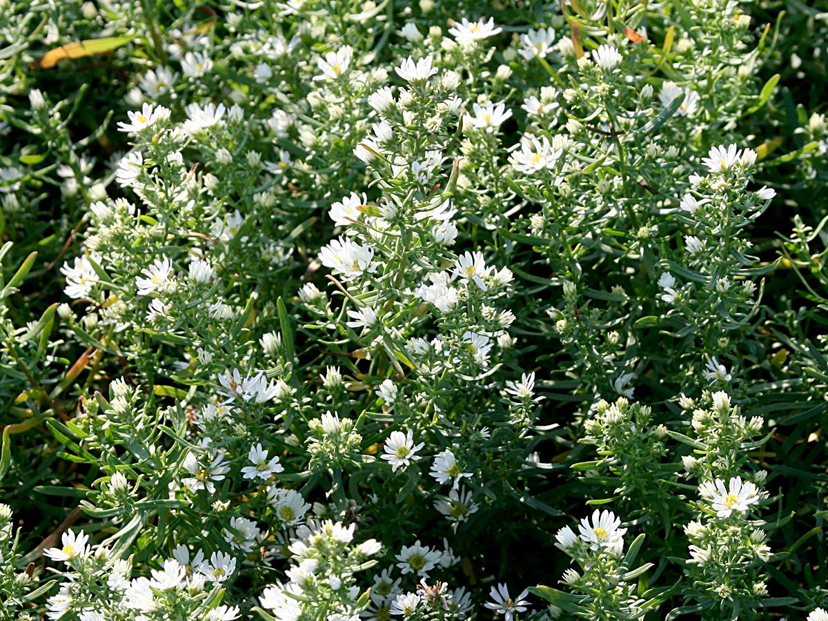 Myrtenaster Schneegitter Myrtenaster Schneegitter