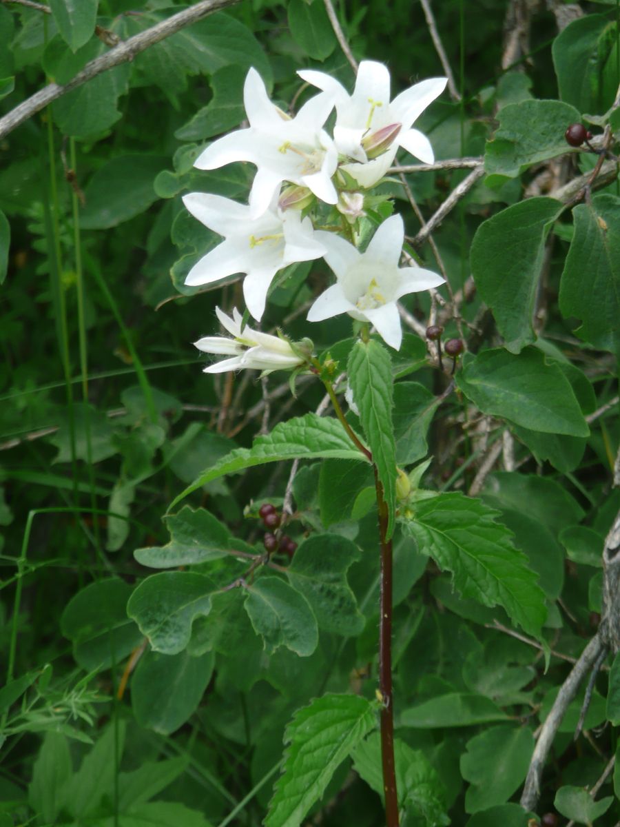 Weisse Nesselglockenblume Alba