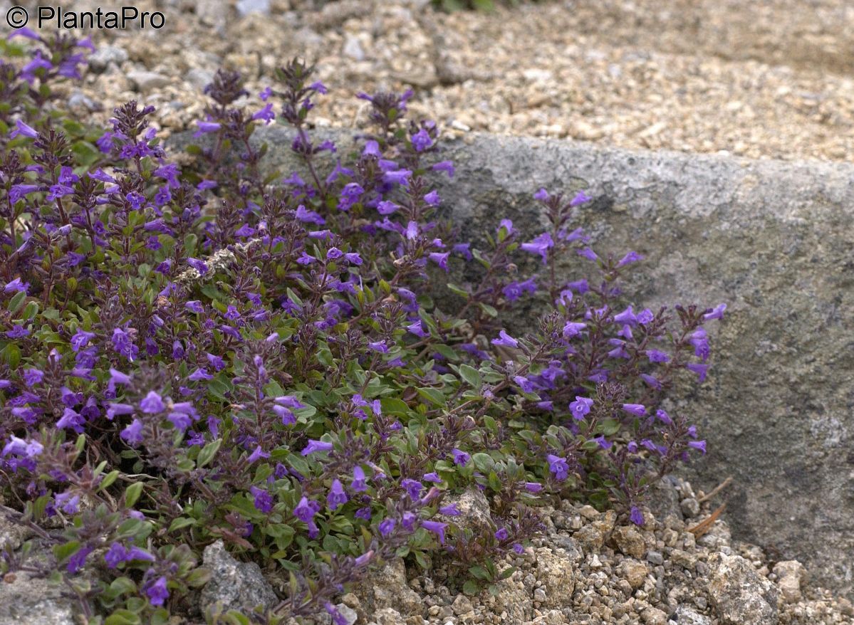 Alpensteinquendel
