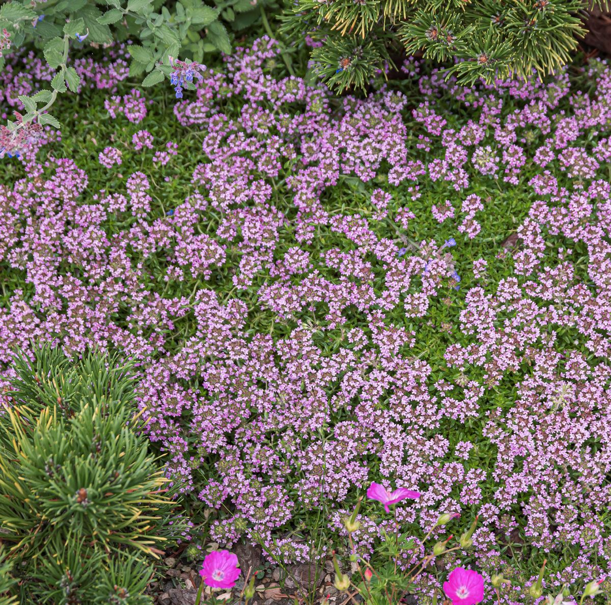 Polsterthymian Coccineus Polsterthymian Coccineus
