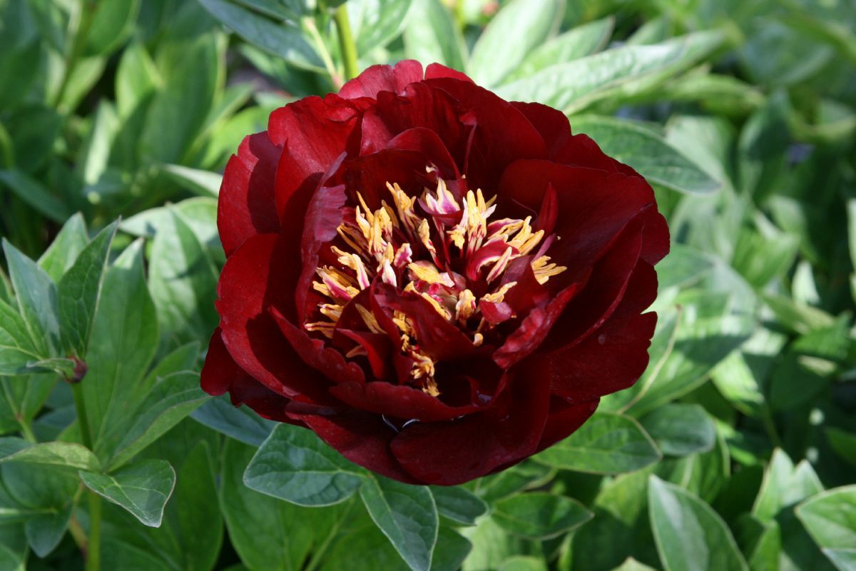 Pfingstrose Buckeye Belle