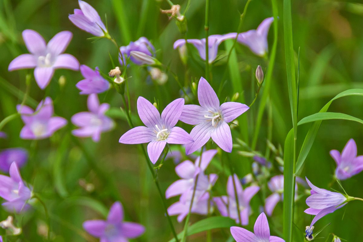 Wiesen–Glockenblume