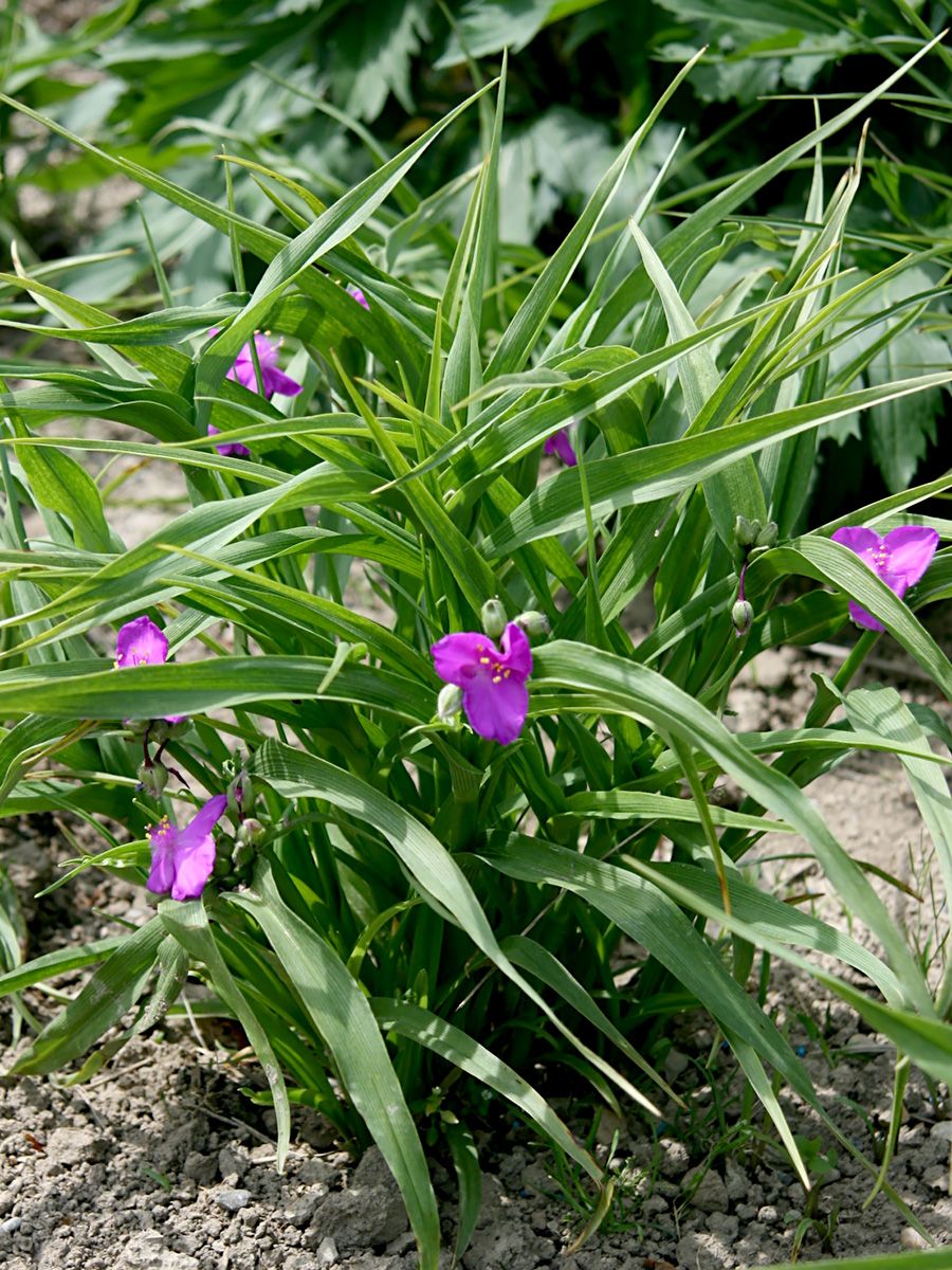 Dreimasterblume Karminglut