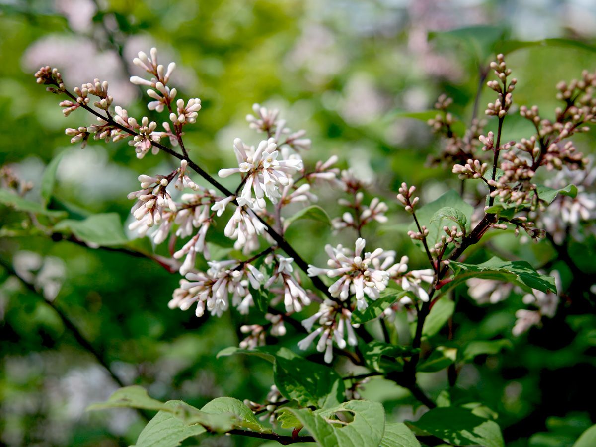 Perlenflieder