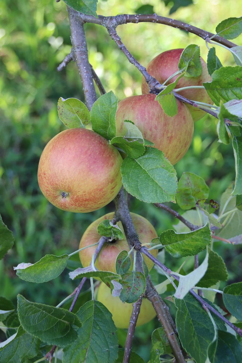 Apfel-Mostobstsorte Heimenhofer