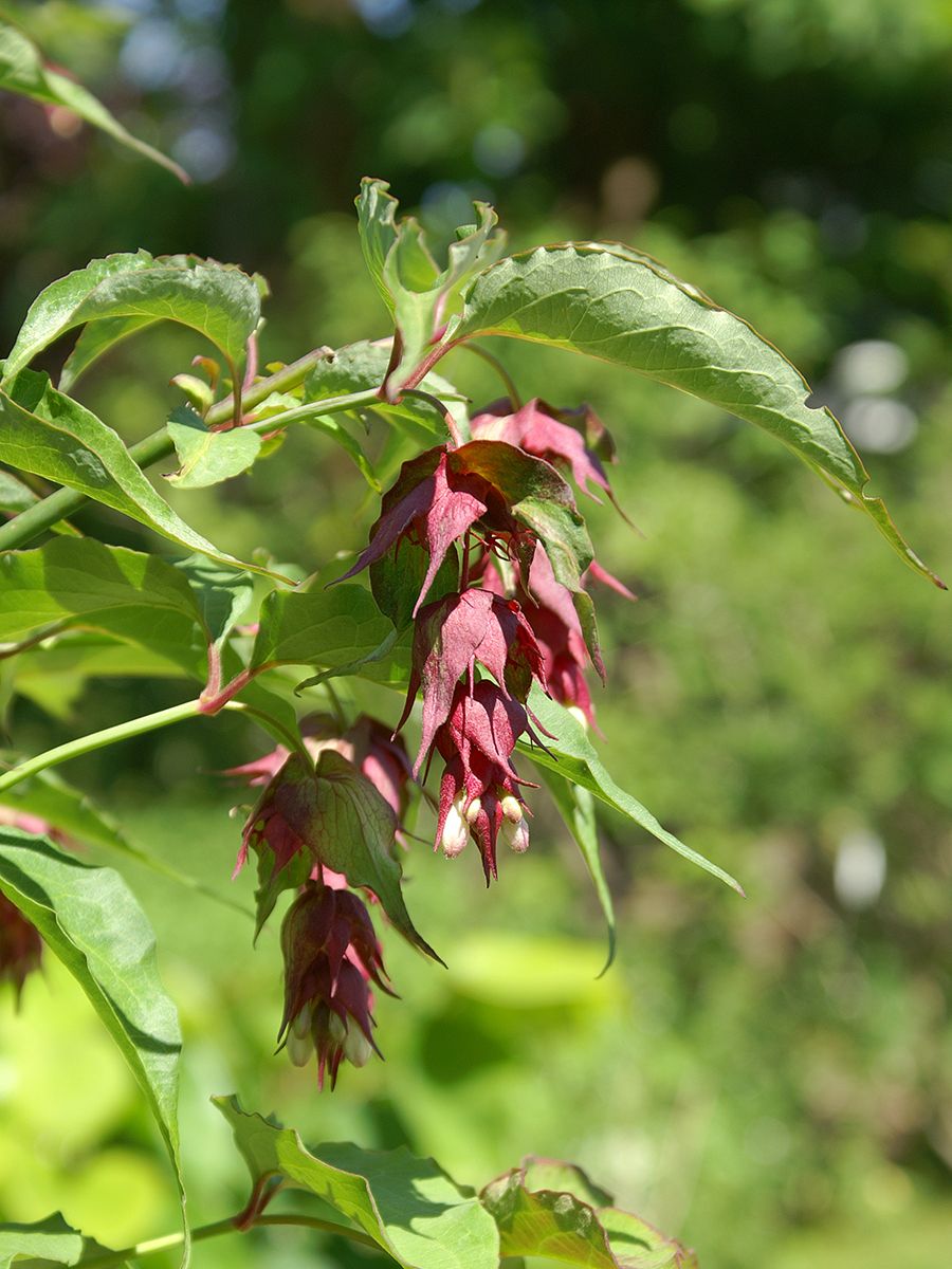 Buntdachblume