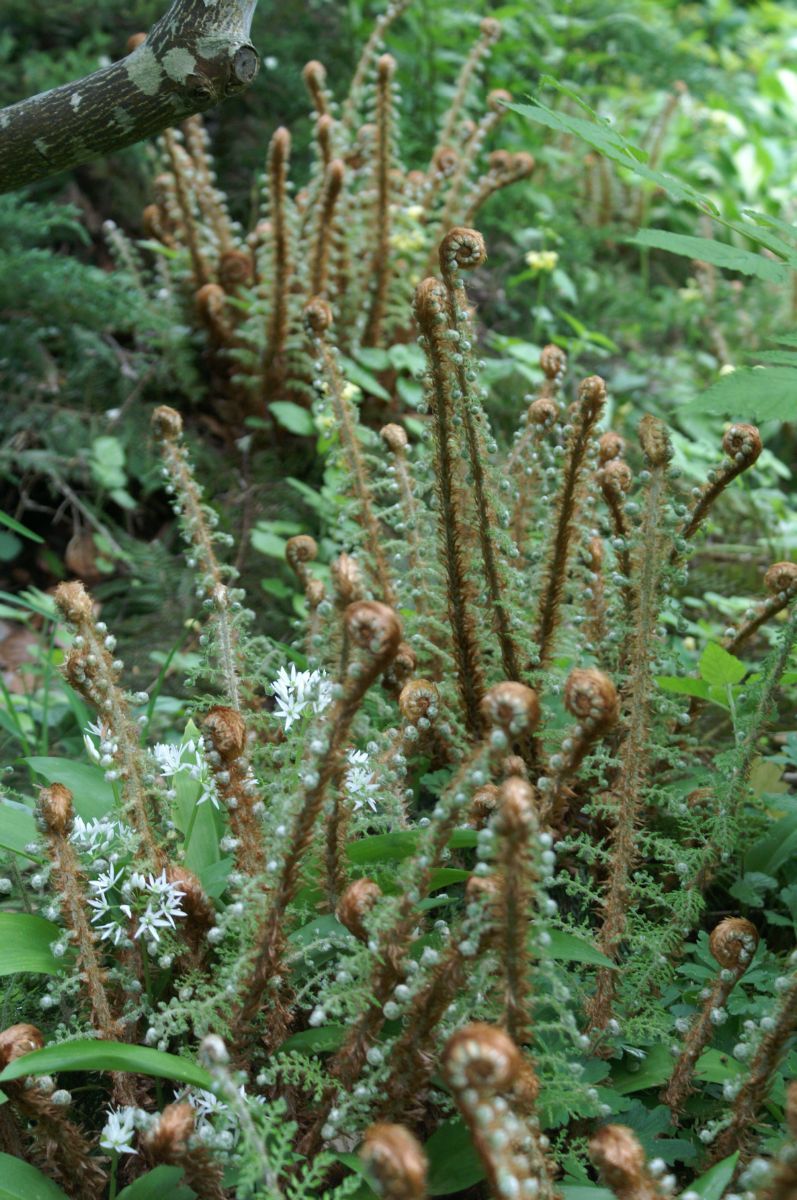 Schmaler Schildfarn Proliferum Schmaler Schildfarn Proliferum