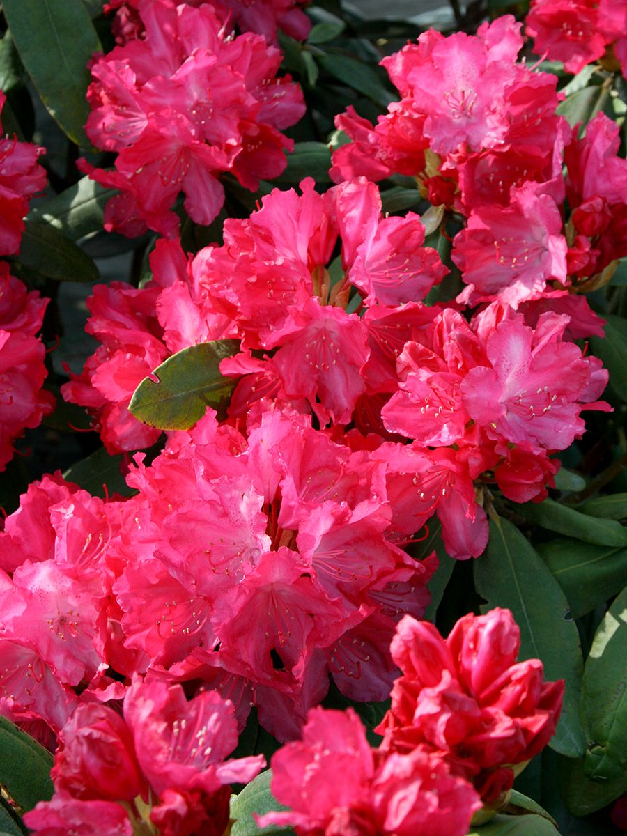 Rhododendron Astrid(S) Rhododendron Astrid(S)
