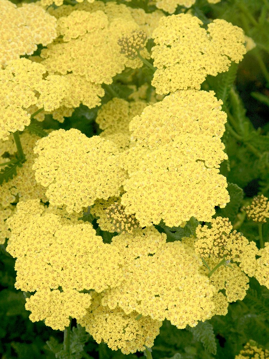 Schafgarbe Moonshine Schafgarbe Moonshine