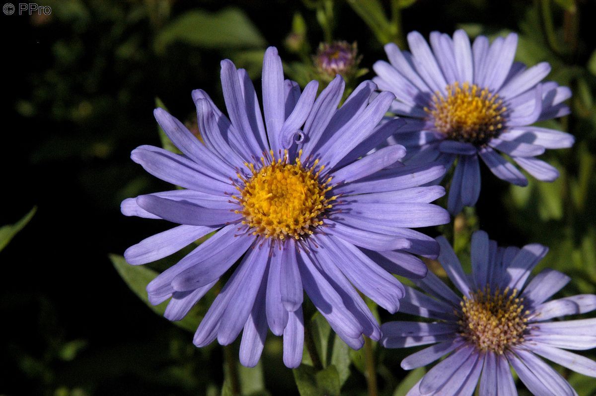 Sommeraster Mönch Sommeraster Mönch