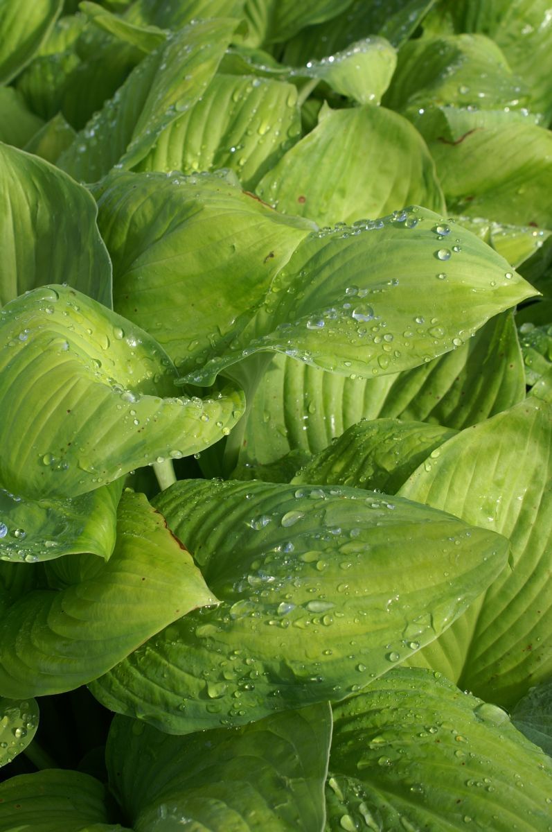 Funkie Guacamole Funkie Guacamole