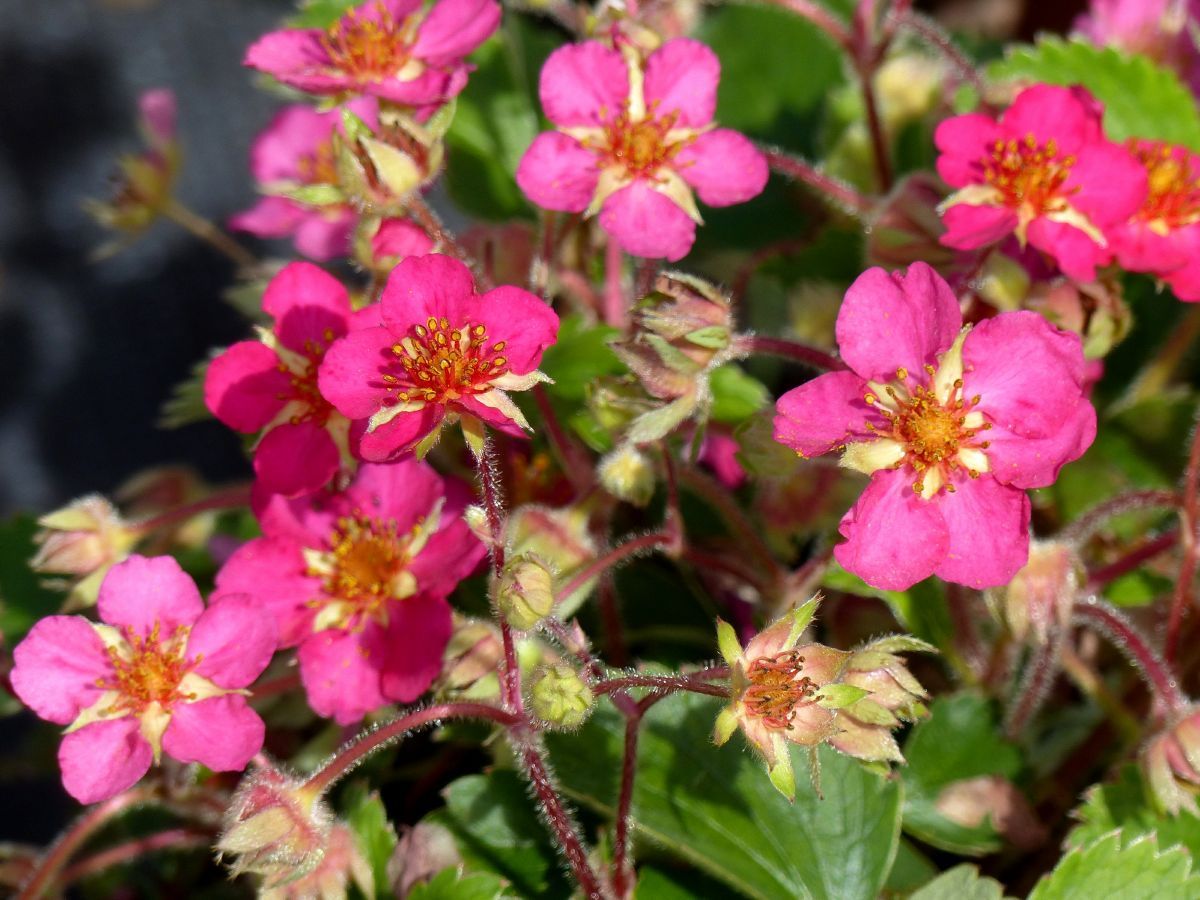 Ziererdbeere Rubra