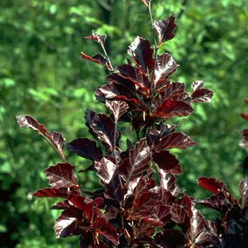 Zwergblutbuche Purpurea Nana Zwergblutbuche Purpurea Nana