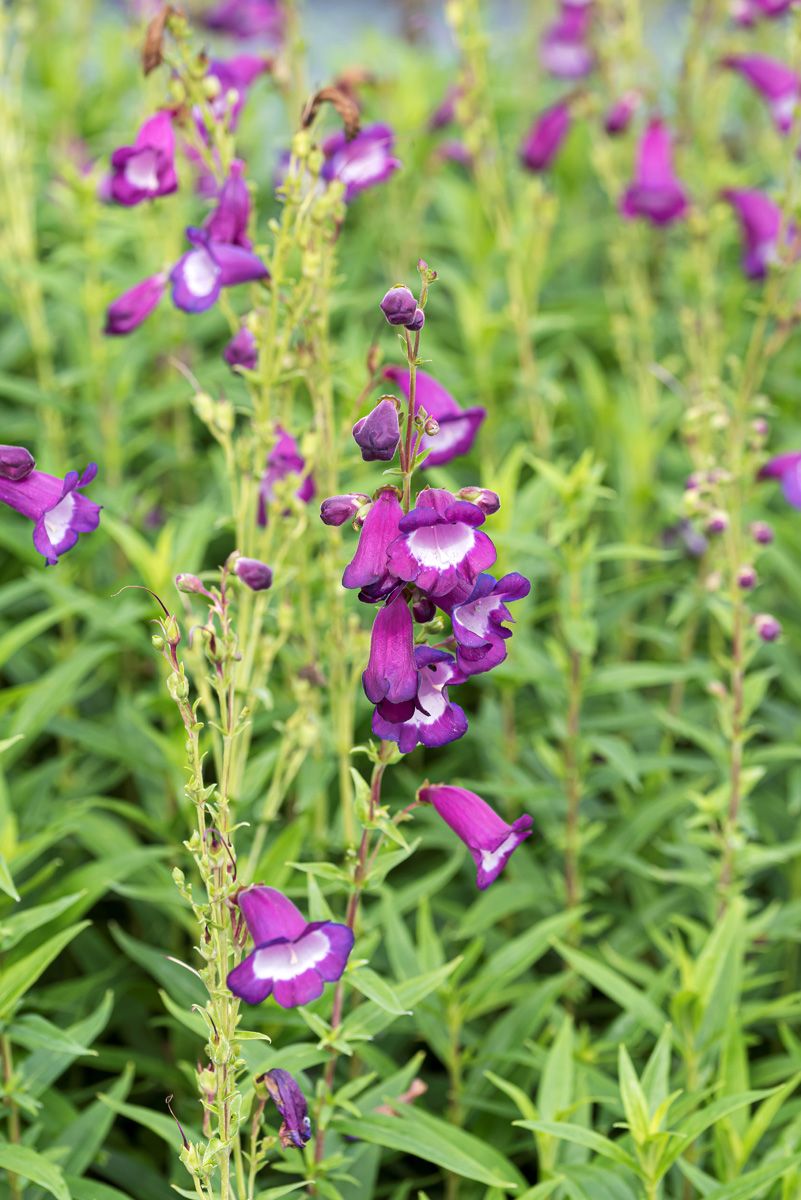Bartfaden Purple Passion