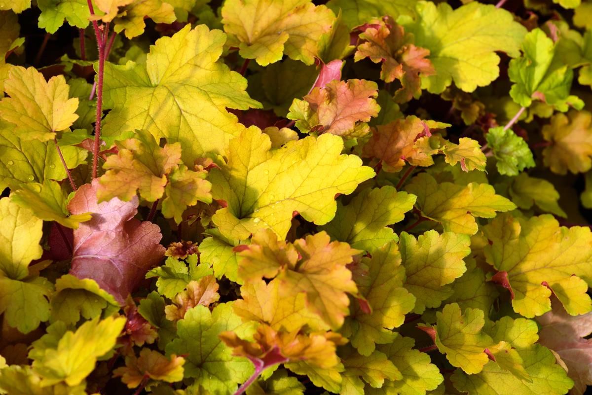 Purpurglöckchen Marmelade Purpurglöckchen Marmelade