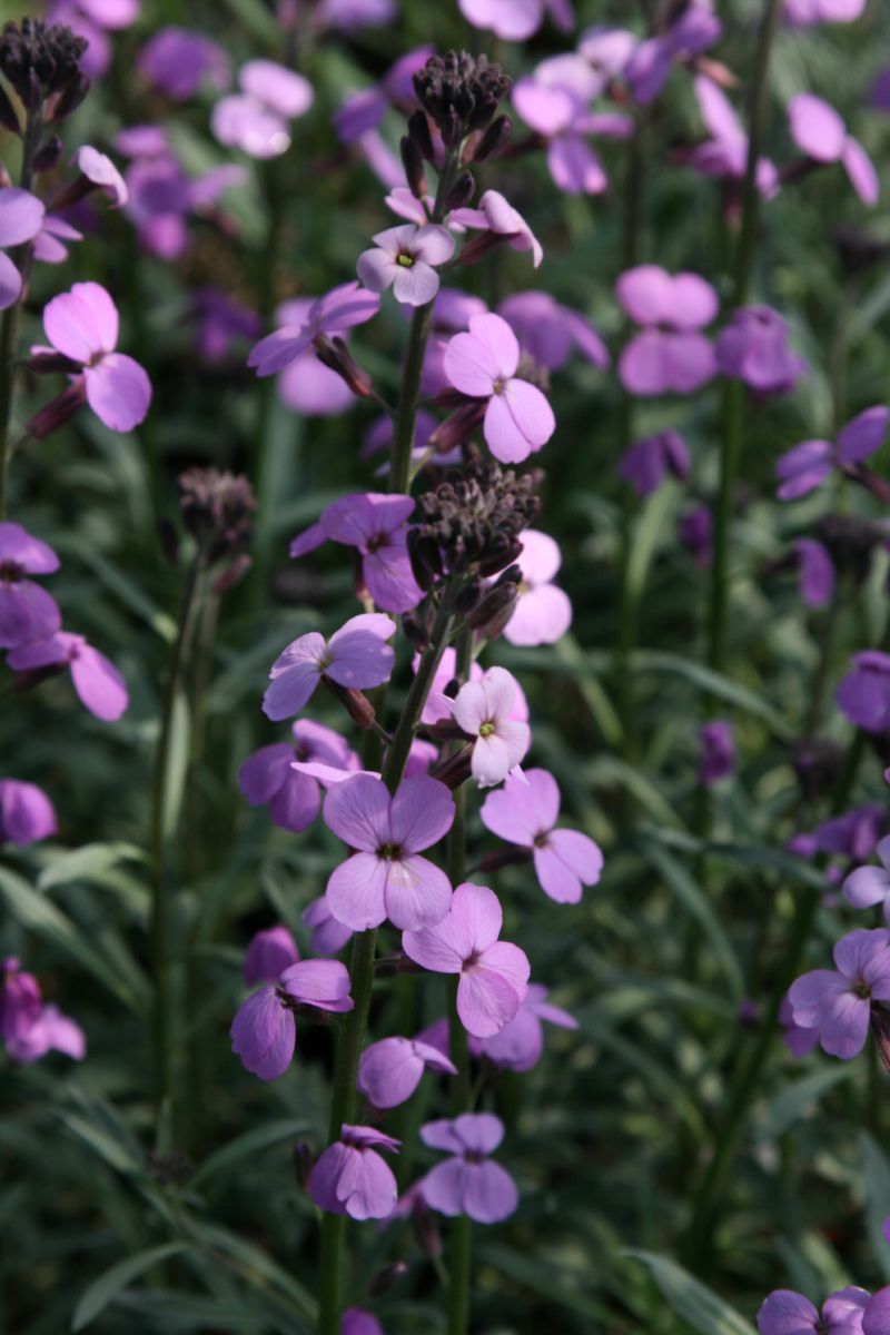 Violetter Schöterich Bowles Mauve