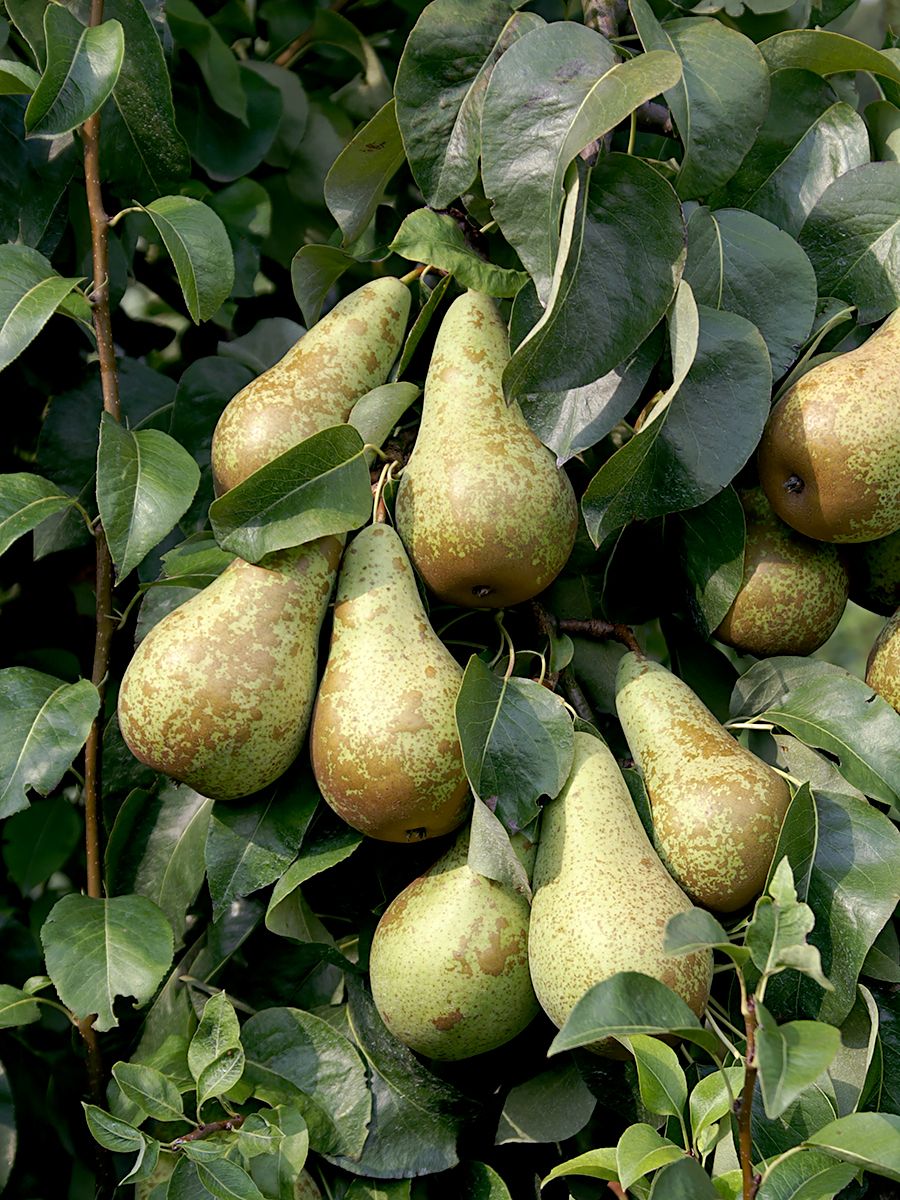 Conférence Birne (anspruchslos) Conférence Birne (anspruchslos)