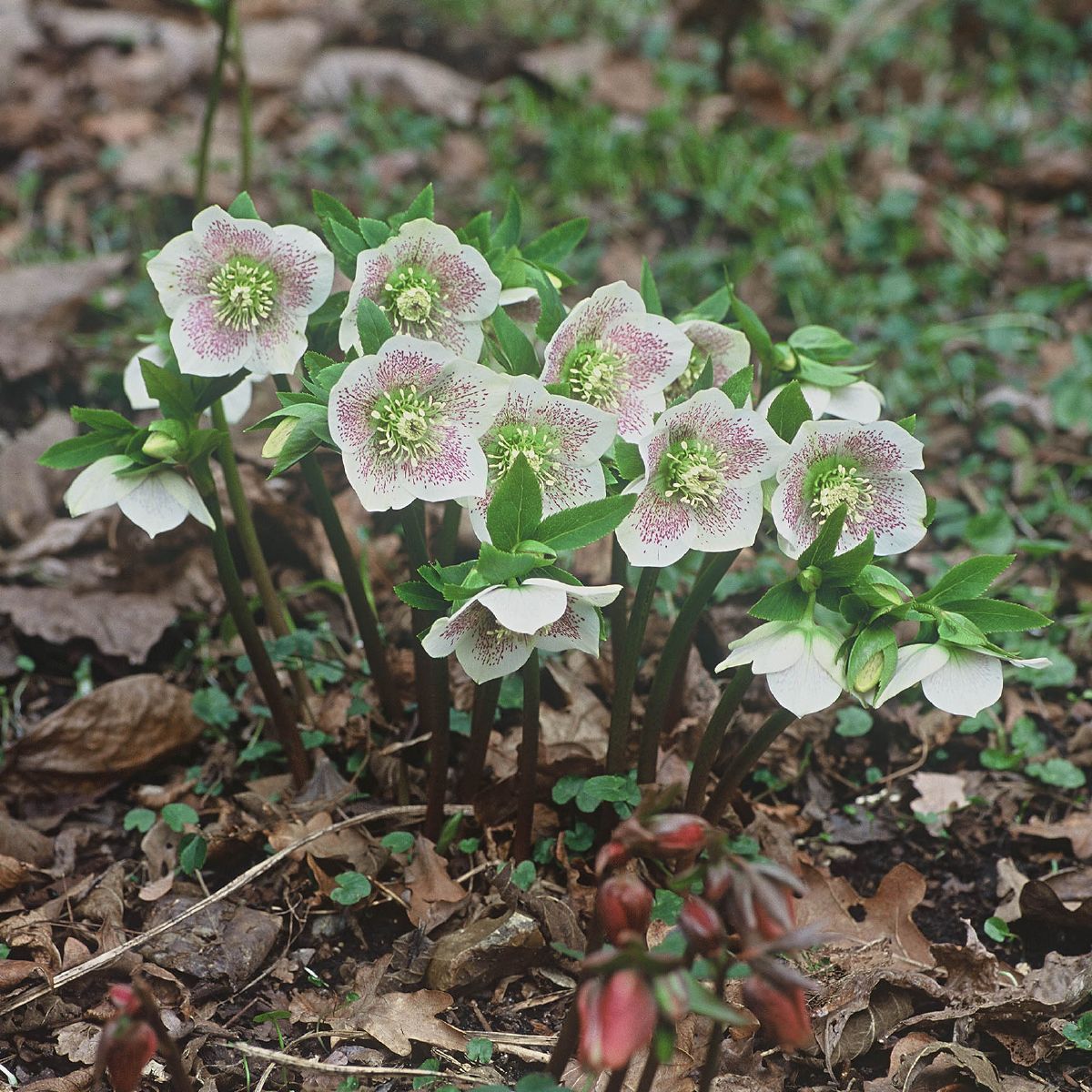 Lenzrose White Spotted Lenzrose White Spotted