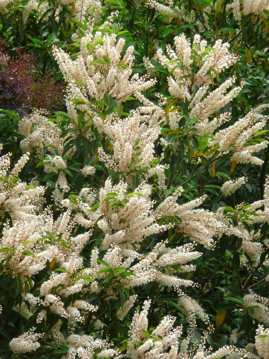 Portugiesische Lorbeerkirsche Angustifolia, Prunus lusitanica